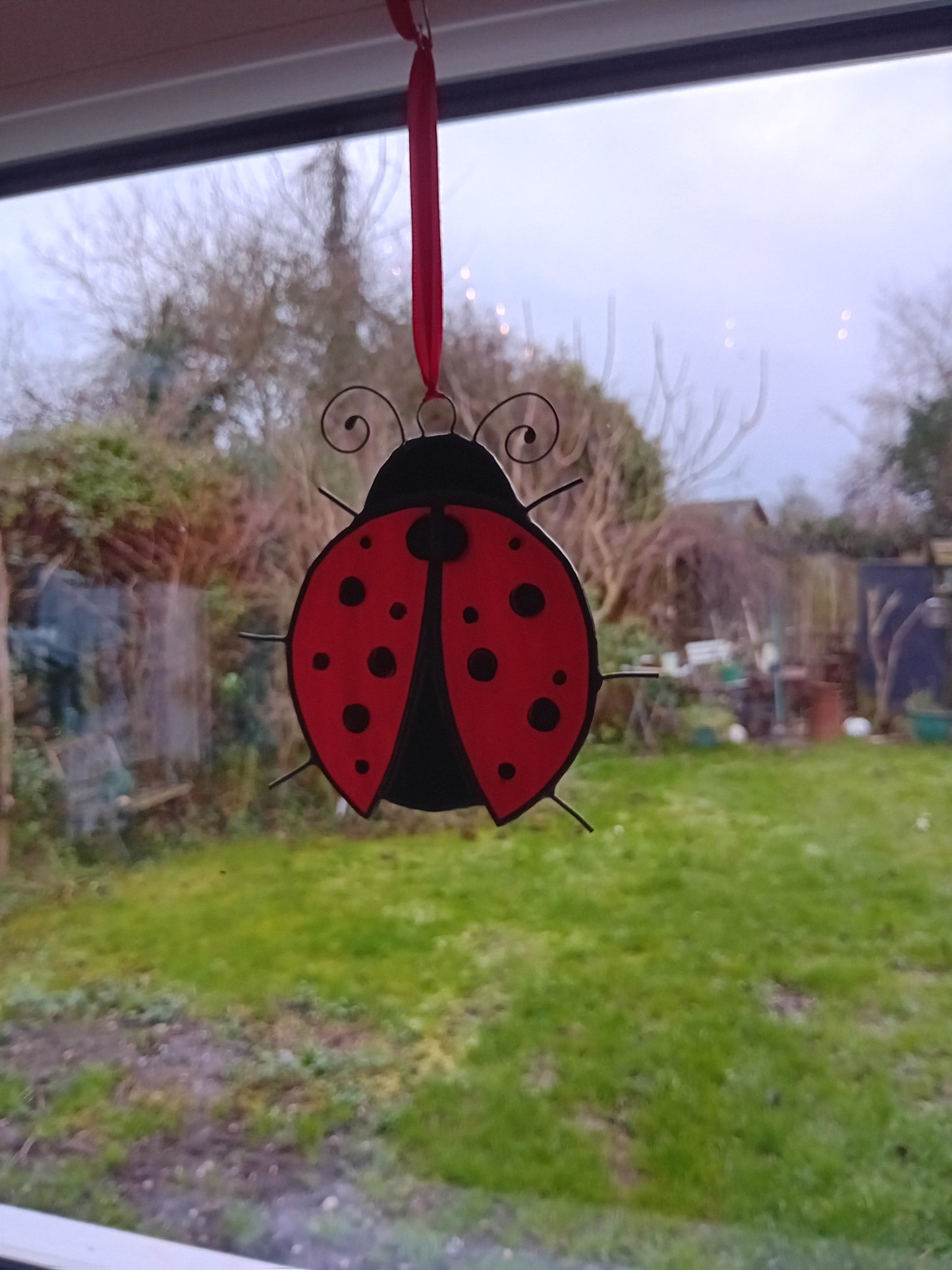 Large ladybird